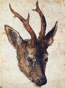 Albrecht Durer The Head of Stag oil on canvas